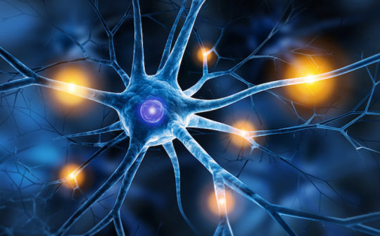 Scientists regenerate neurons in mice with spinal cord injury and optic nerve damage
