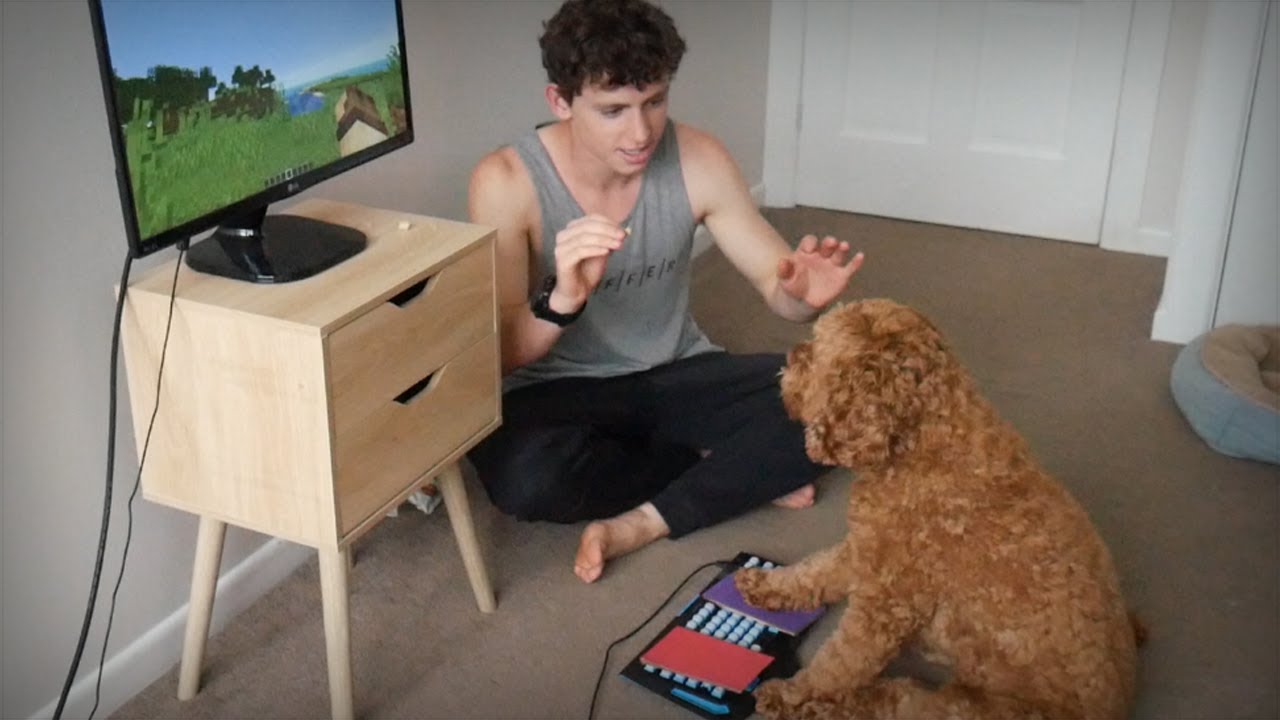 YouTuber builds a cat elevator for his 20-year-old furry friend who struggles with stairs